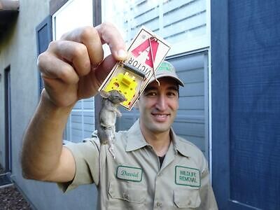 Image showcasing Kansas City Rodent Exterminator - Rat Removal, Mouse Control, Pest ...